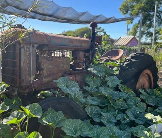 Pumpkins Growing Over Rusty Tractor