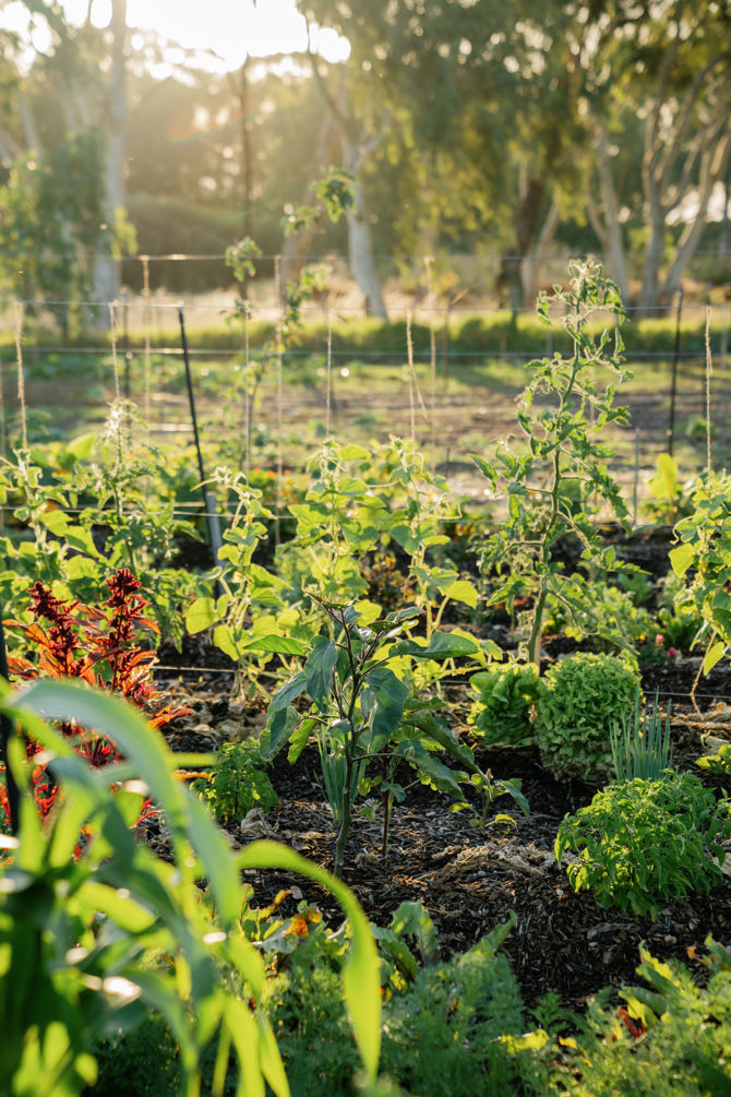 008 11 Acres Farm Cubby Cafe First Dinner 2024 Valentine Girardot Perth Photographer (1)