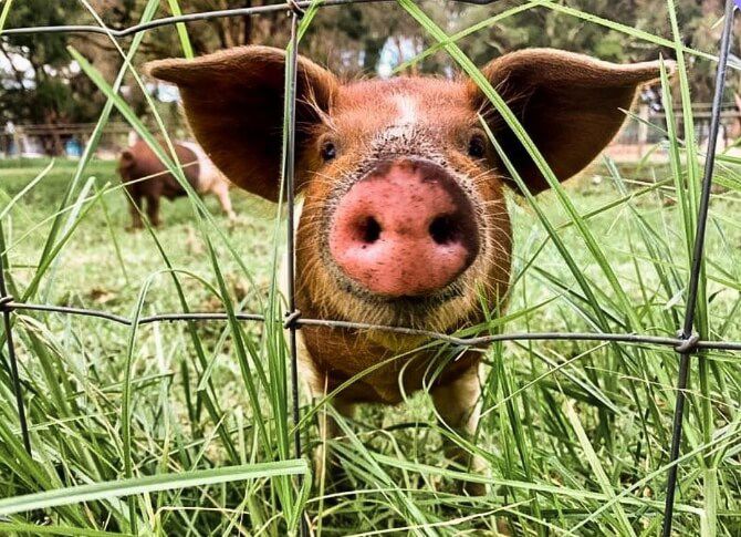 Piglet At 11 Acre Farm