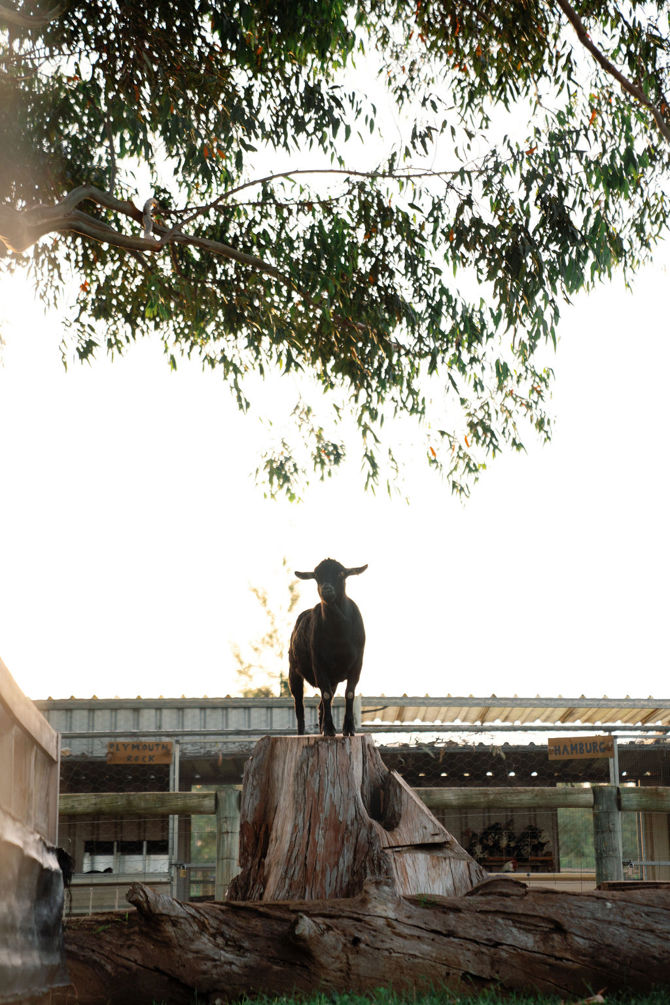 112 11 Acre Farm First Dinner Valentine Girardot Perth Photographer 2024